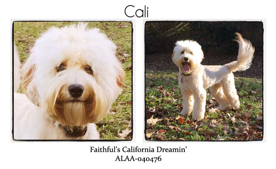 Cali