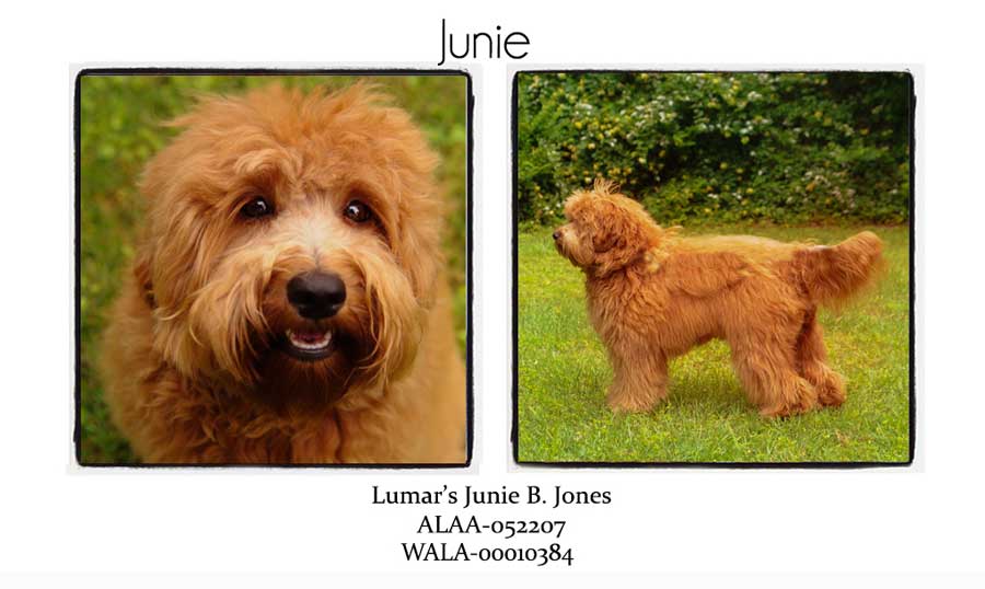 Junie