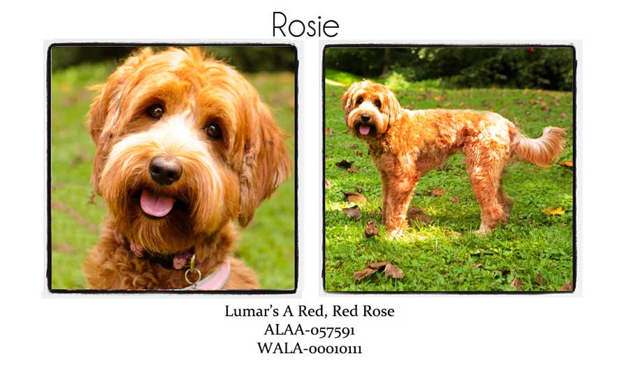 Rosie
