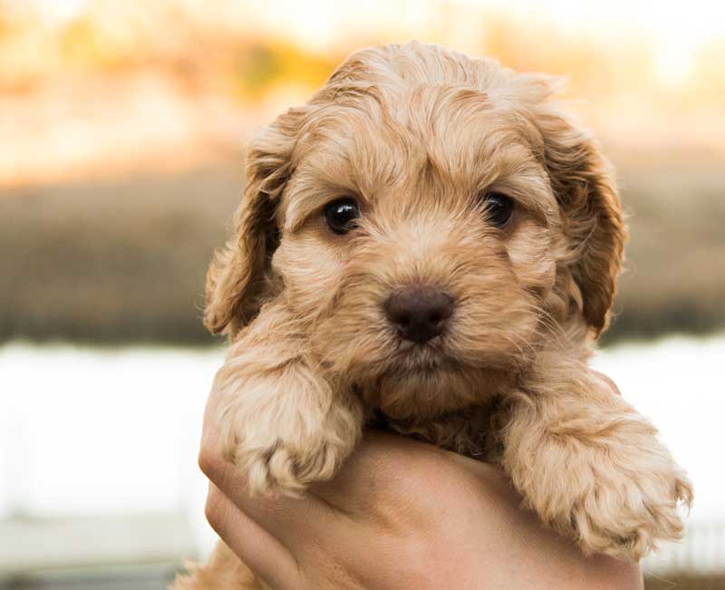 Cute Labradoodle Puppies Cute Labradoodle Puppies