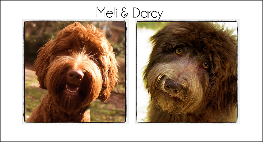 Meli & Darcy {2021}