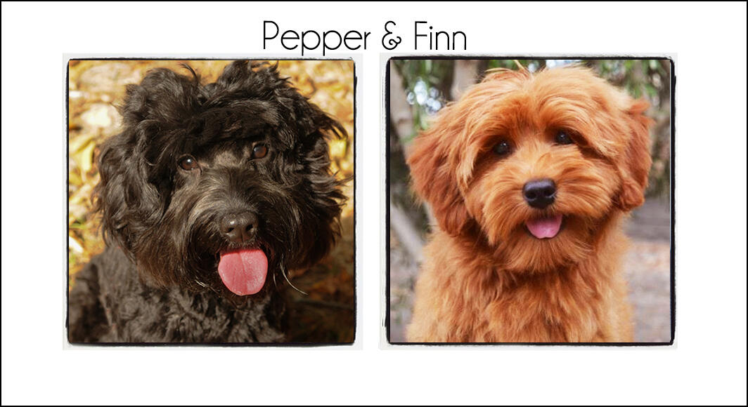 Pepper & Finn {Winter 2024}