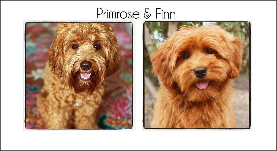 Primrose & Finn {2024}