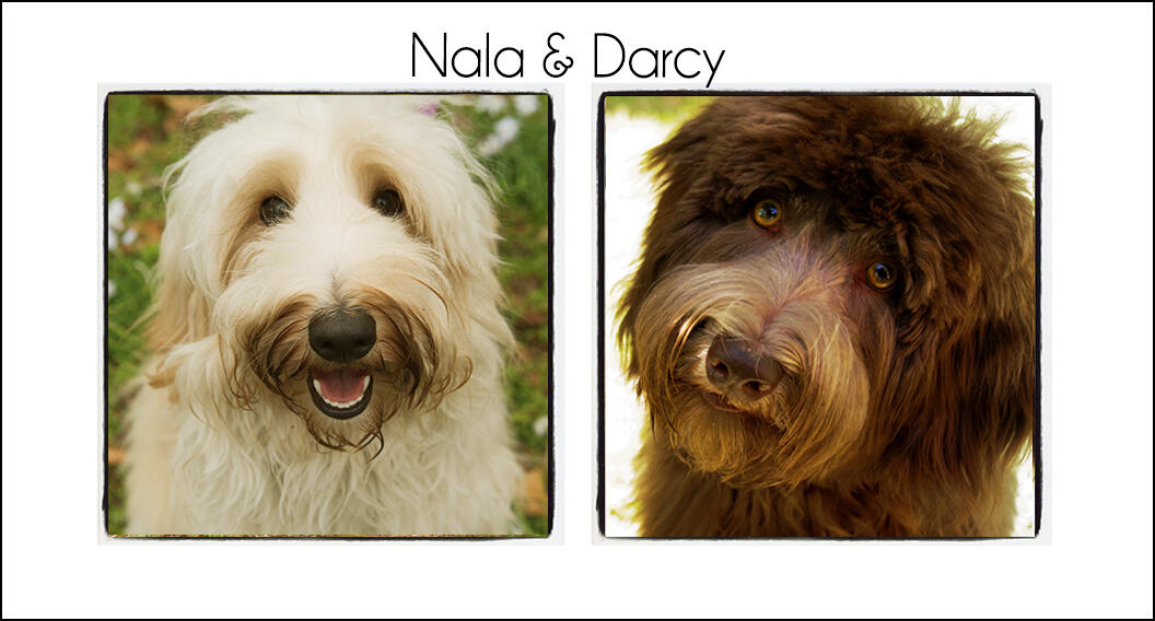 Nala & Darcy {2021}