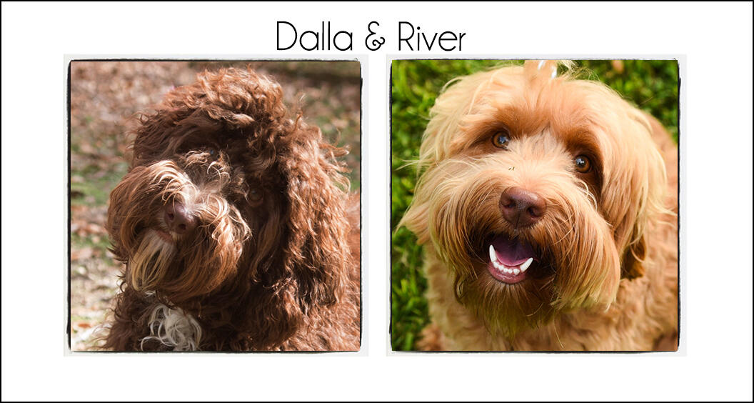 Dalla & River’s Puppies {Spring 2022}
