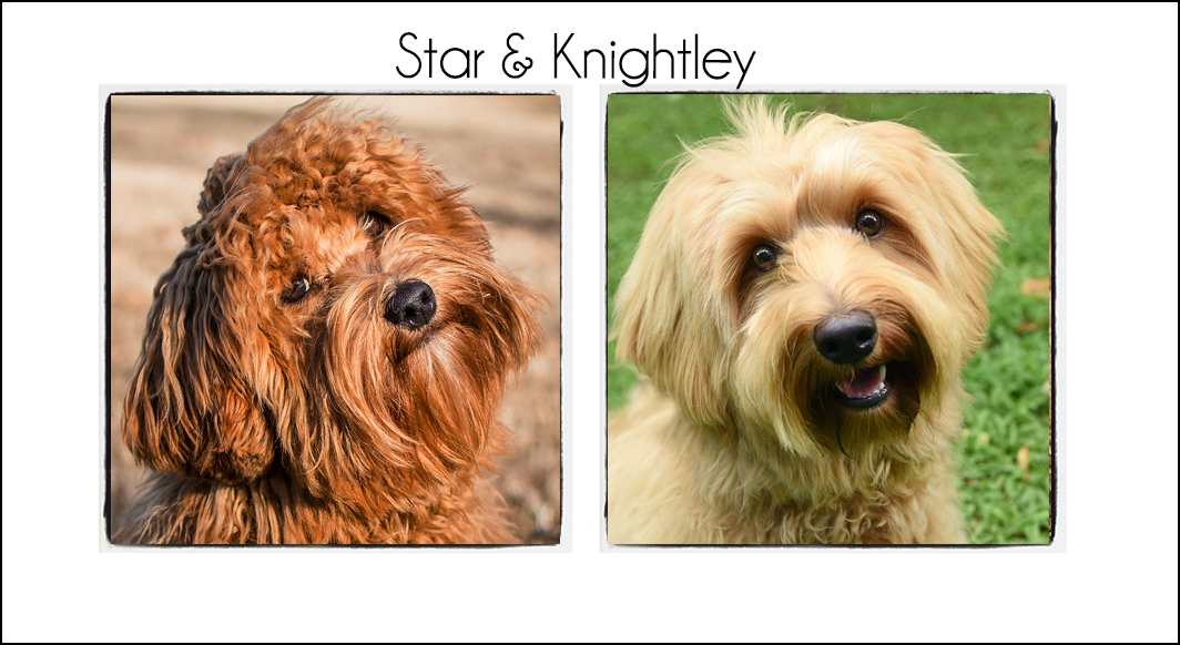 Star & Knightley’s Puppies {Winter 2021}