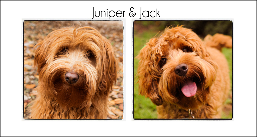 Juniper & Jack’s Puppies {Summer 2022a}