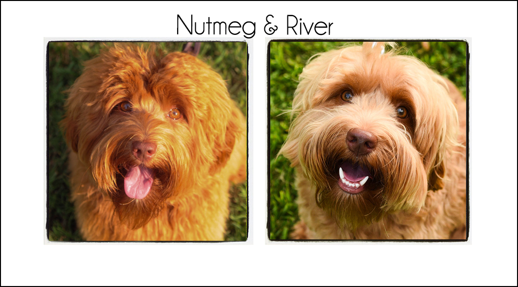 Nutmeg & River’s Puppies {Summer 2022}
