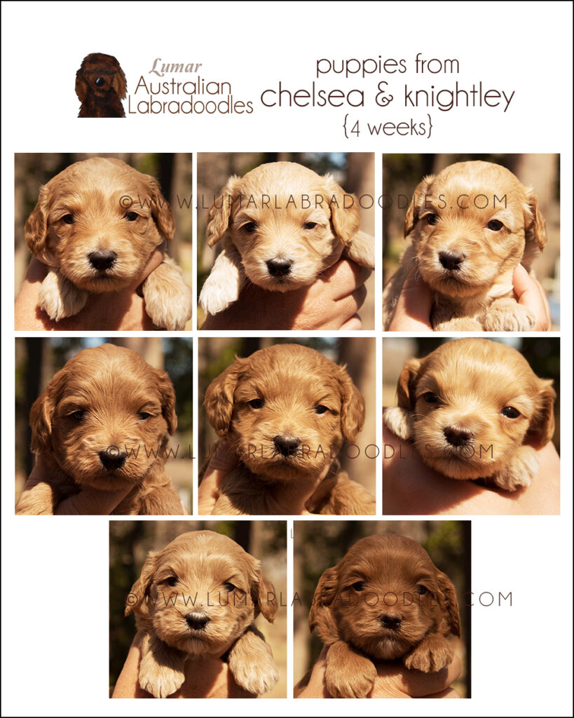 Upcoming Litters Archives - Lumar Labradoodles