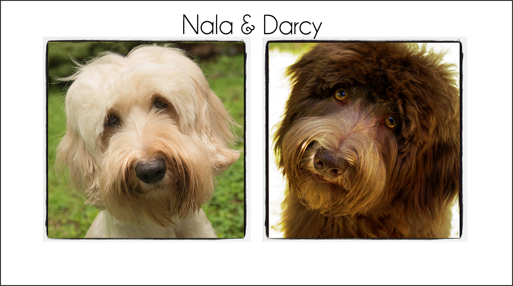 Nala & Darcy’s Puppies