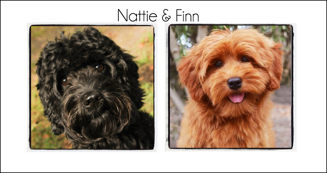 Nattie & Finn’s Puppies