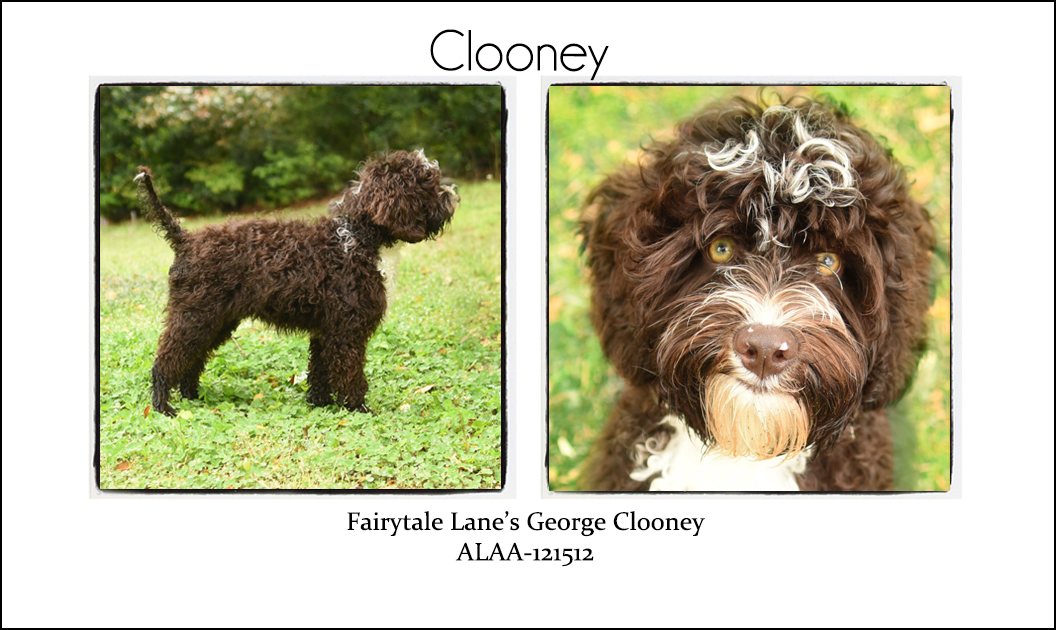 Clooney