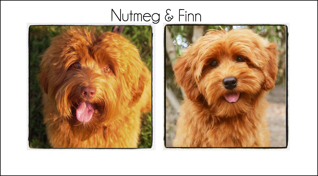 Nutmeg & Finn {2023}