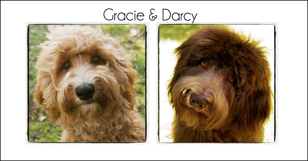 Gracie & Darcy {Winter 2023/2024}