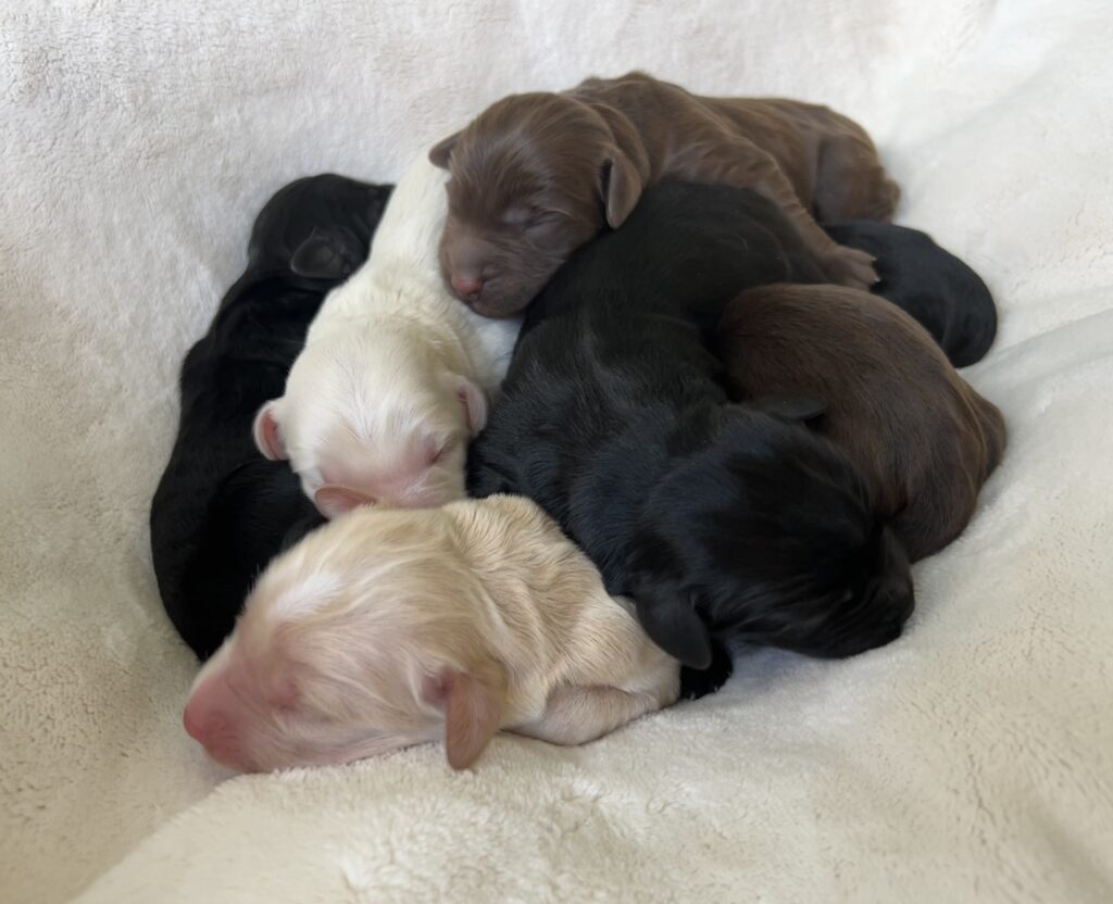 Nala & Darcy's Puppies {2024} - Lumar Labradoodles