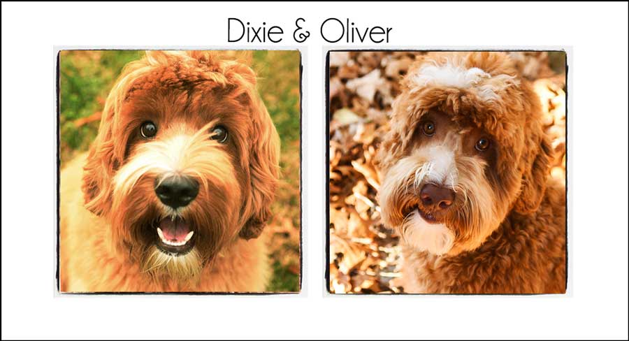 Dixie & Oliver {2024}