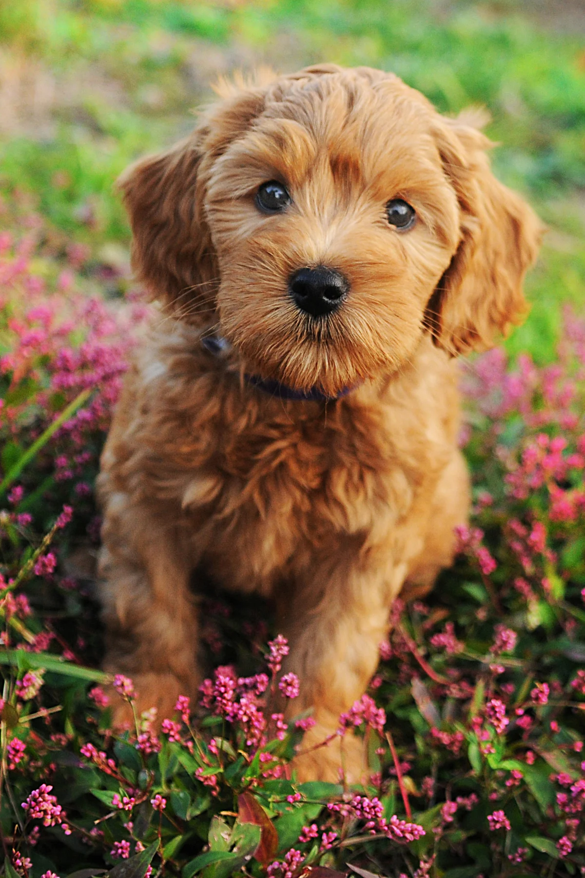 Australian labradoodles: Puppy in the grass