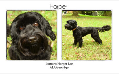 Harper