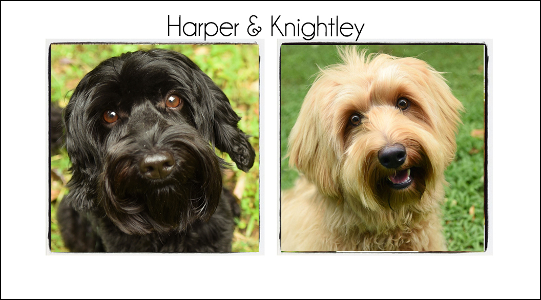 Harper & Knightley {Summer 2026}