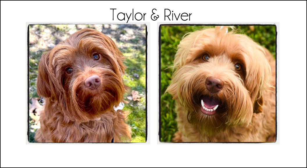 Taylor & River