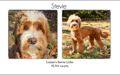 Stevie Licks