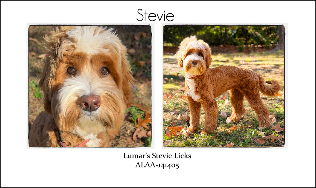 Stevie Licks