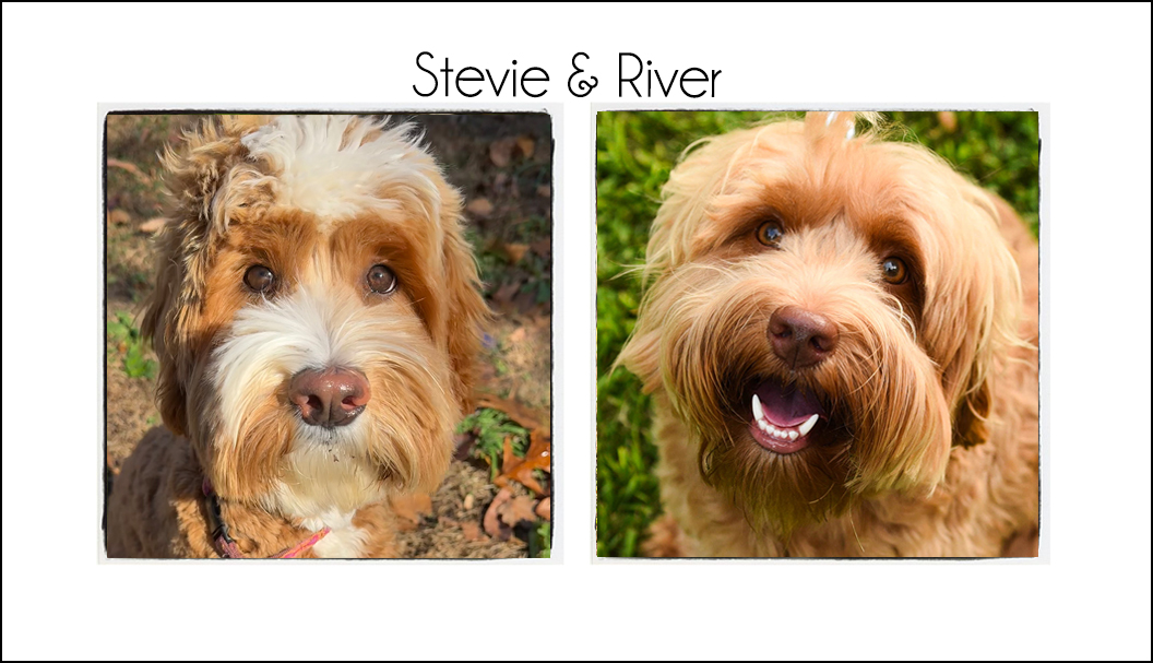 Stevie & River {Fall 2025}